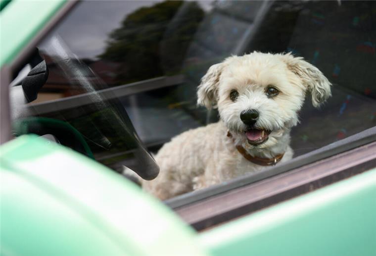 Bremer Tierschutzverein warnt: Hunde bei Hitze nicht im Auto lassen Ein Havaneser sitzt auf dem Fahrersitz eines Autos und schaut aus dem Fenster.