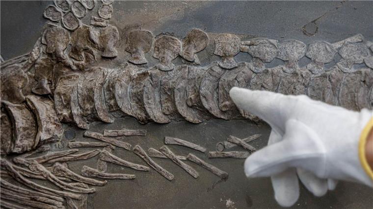 Ichthyosaurus-Fossil per Kran in Zoologisches Museum gehoben Das Fossil des Ichthyosaurus ist rund 185 Millionen Jahre alt und noch eingebettet in Gestein.