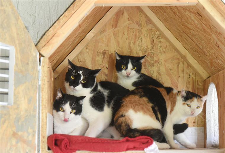 PRODUKTION - 23.10.2024, Sachsen, Delitzsch: Im Tierheim Delitzsch sitzen sehr scheue Katzen in einem eigens für sie gebauten Katzenhaus mit Tür. Die Samtpfoten stammen von einem Fundtier aus dem Tierheim und warten nun auf eine Vermittlung. Im Tierheim des Tierschutzvereins Delitzsch e.V. müssen sich die Mitarbeiterinnen und Mitarbeiter derzeit um ungewöhnlich viele im Herbst geborene "Stoppelkatzen" kümmern. Von den rund 90 Samtpfoten, die im Tierheim versorgt werden und auf eine Vermittlung 