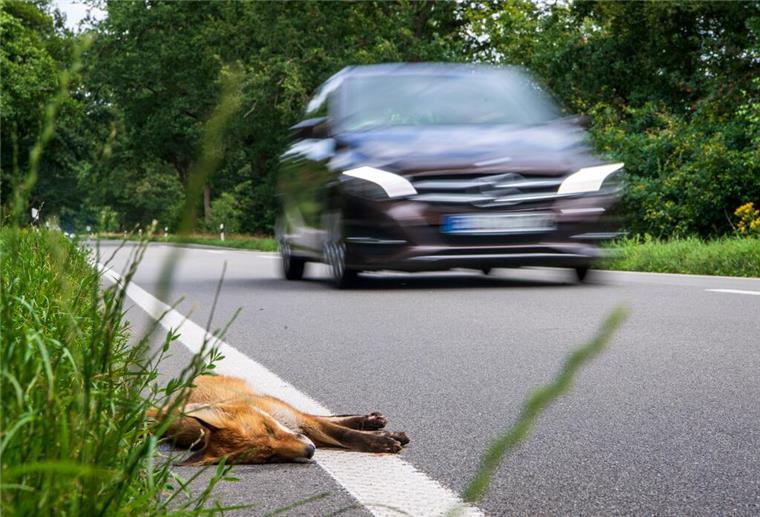 Wildunfall auf der Landstraße: So verhaltet ihr euch richtig im Ernstfall Ein toter junger Fuchs liegt angefahren am Straßenrand. Jedes Jahr gibt es Hunderttausende Wildunfälle. Nach der Kollision gilt es, schnell und richtig zu handeln.