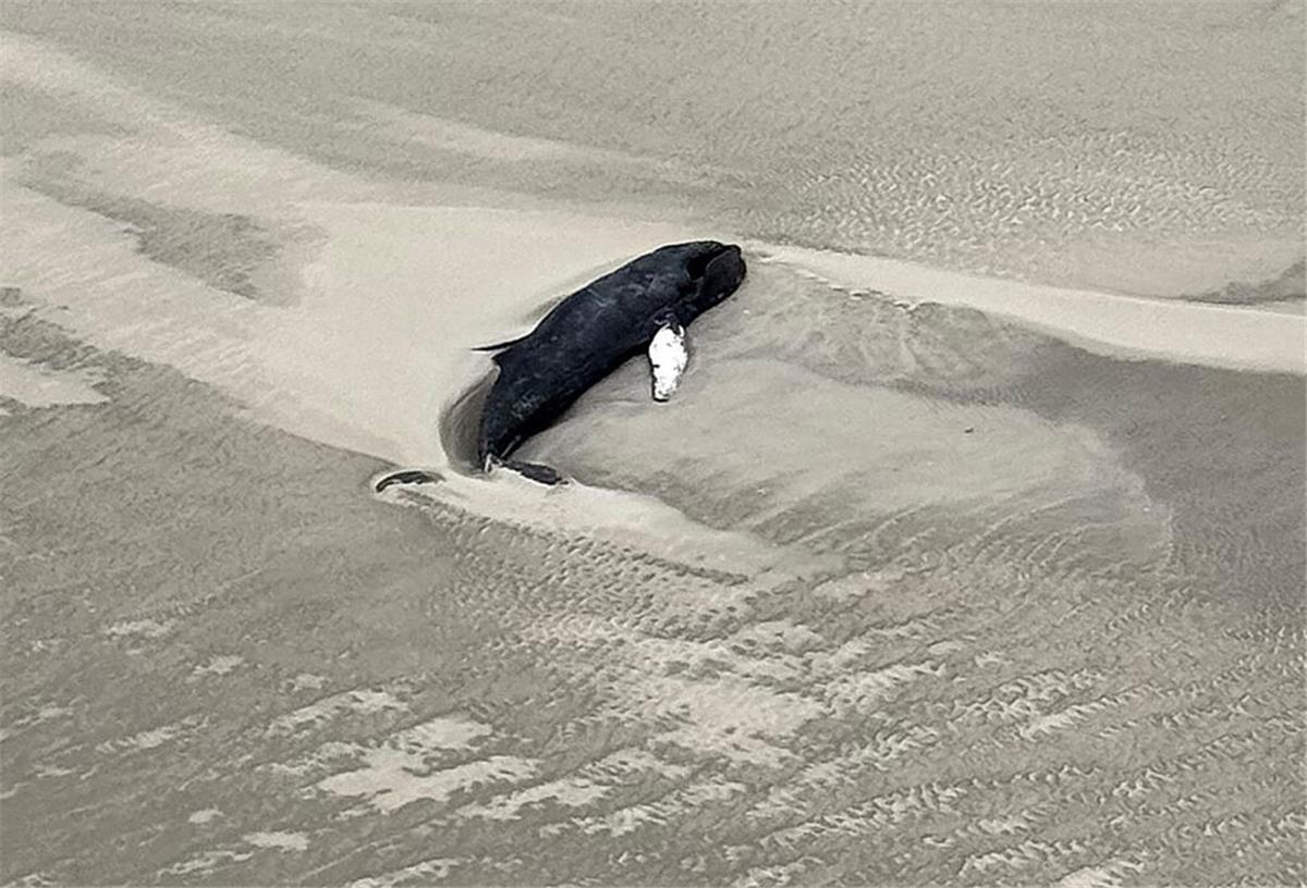 Erneut Wal auf Nordseeinsel gestrandet Die Luftaufnahme aus einem Hubschrauber zeigt einen schwarzen Wal im Sand liegend auf der kleinen, unbewohnten Wattenmeerinsel Minsener Oog südöstlich der Insel Wangerooge.