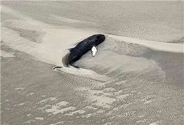 Die Luftaufnahme aus einem Hubschrauber zeigt einen schwarzen Wal im Sand liegend auf der kleinen, unbewohnten Wattenmeerinsel Minsener Oog südöstlich der Insel Wangerooge. 