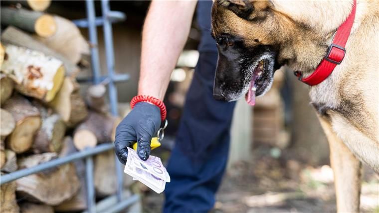  Geldspürhunde können druckfrische sowie gebrauchte Geldnoten oder auch hochwertige Fälschungen finden.