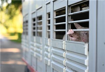 Schweine warten in einen Anhänger auf den Transport zum Schlachthof.