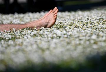 Eine Person liegt in einem Rasen voller Gänseblümchen.