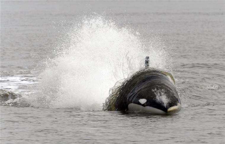 Dieser Orca ist künftig auf der Weser vor Bremerhaven unterwegs Seabreacher heißt dieses Boot, es kommt aus den USA nun über Bremerhaven nach Europa.