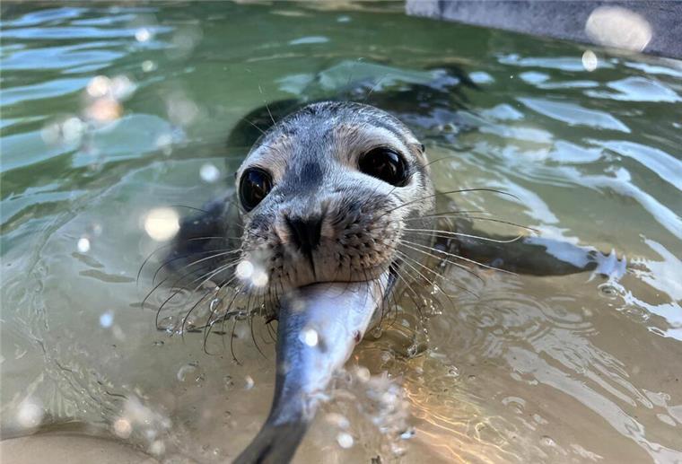 So geht es dem in Bremerhaven geretteten Seehundbaby Fussel jetzt .... und verputzt ihn.