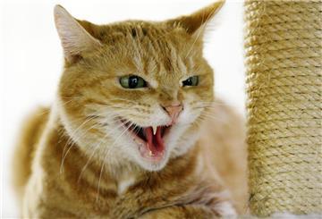 Eine Katze schaut aggressiv mit geöffnetem Maul.