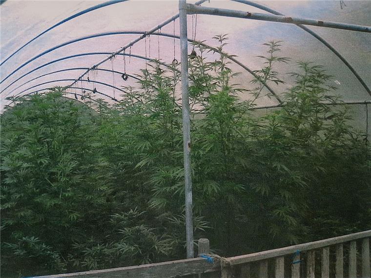Kreis Stade: Hanf-Plantage hochgenommen - Polizei ermittelt gegen Cannabis-Senior (71) 130 Cannabis-Pflanzen sowie Anbauzubehör stellte die Polizei auf einem Hof in Oederquart (Kreis Stade) sicher.