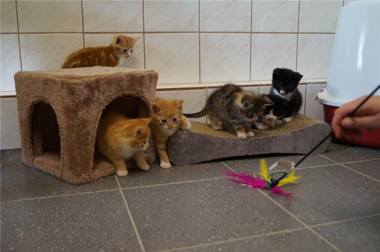 14 Katzenbabys sind zur Zeit im Moyzes Tierheim zuhause. In den vergangenen Wochen wurden dort immer wieder Fundtiere abgegeben. Das Problem sei, dass zu viele Besitzer ihre Katzen nicht kastrieren lassen, sind sich die Tierheimleiterin und der Tiersuchdienst Wesermarsch einig.