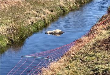 14 Tiere wurden bei dem Wolfsriss getötet oder mussten durch den Tierarzt eingeschläfert werden.