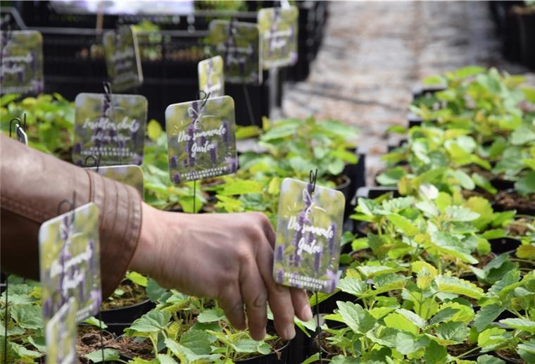 Wesermarsch: 1400 Stauden für den Insektenschutz 1400 Duftnesseln haben die Mitglieder der Kreislandfrauen bei zwei Gärtnereien bestellt. Nun wurden die Töpfe mit der sogenannten Agastache 'Blue Fortune' an die einzelnen Verbände verteilt. In Schwei konnten die Mitglieder ihr Insektenfutter coronagerecht in einem Drive-in abholen. Foto: Teichmann