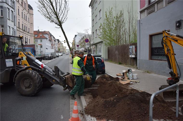15 Hainbuchen sind in der Rickmersstraße in Bremerhaven-Lehe neu gepflanzt worden.