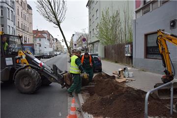 15 Hainbuchen sind in der Rickmersstraße in Bremerhaven-Lehe neu gepflanzt worden.
