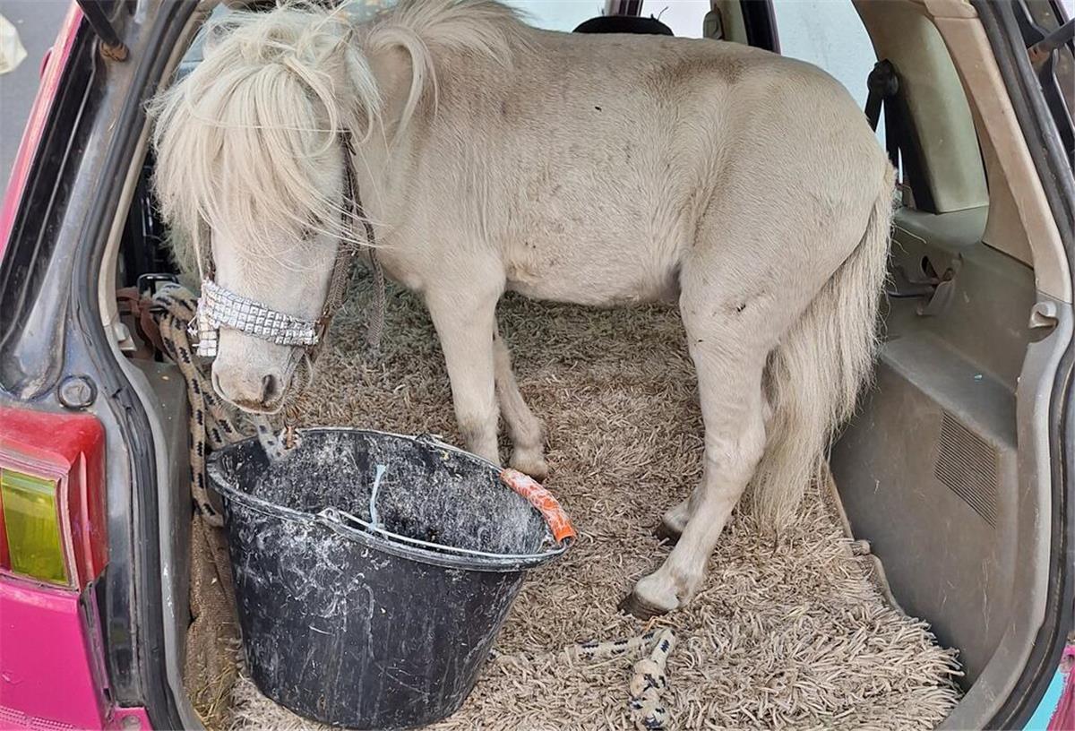 Pferd auf Rückbank! Polizei kann eigenen Augen nicht trauen 150-Kilo-Ladung: Frau kutschiert Pony wie Gepäck