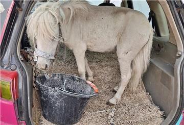 150-Kilo-Ladung: Frau kutschiert Pony wie Gepäck