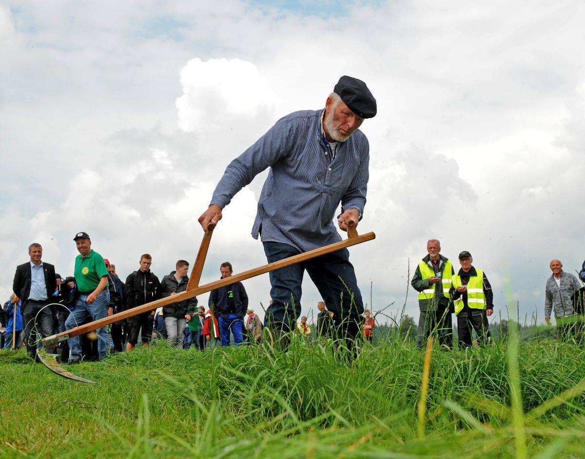 Männer und Frauen sensen um die Wette 150 Teilnehmer, darunter Jakob Buß aus Wiesmoor, sind bei der Weltmeisterschaft im Sensemähen angetreten.