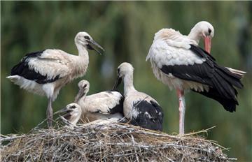180 Storchenpaare haben im
 Oldenburger Land gebrütet. 