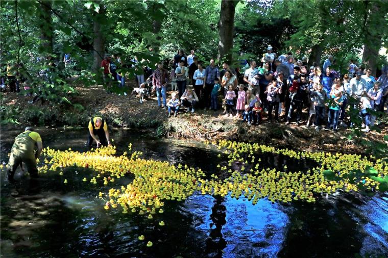 Zeven: 2000 Plastikenten schwimmen in der Mehde um die Wette 2000 gelbe Plastikenten schwimmen in der Mehde in Zeven: Am Ende konnte sich die Nummer 3377 durchsetzen.