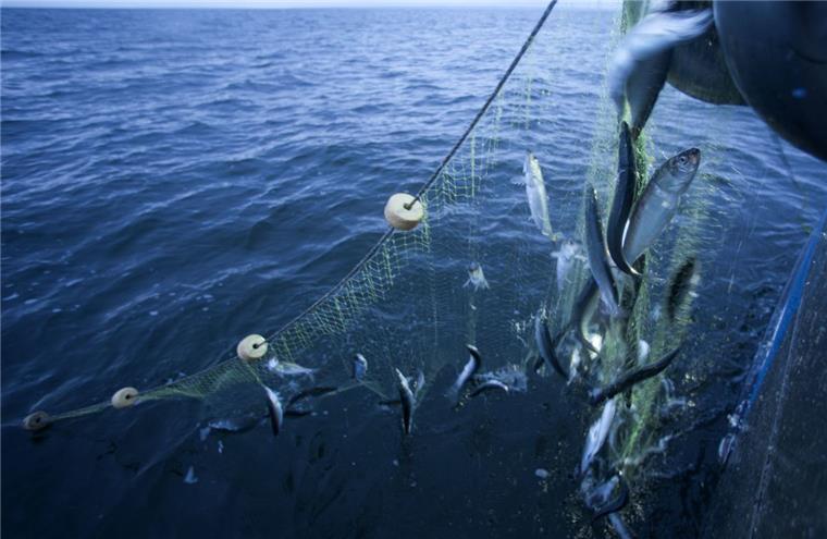 2019 dürfen 40 Prozent weniger Heringe inaus der Nordsee gefischt werden. Die Veröffentlichung der Quoten sehen befragte Betriebe im Fischereihafen von Bremerhaven aber gelassen.