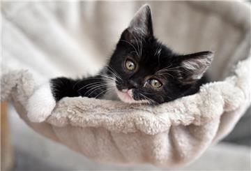 Eine junge Katze