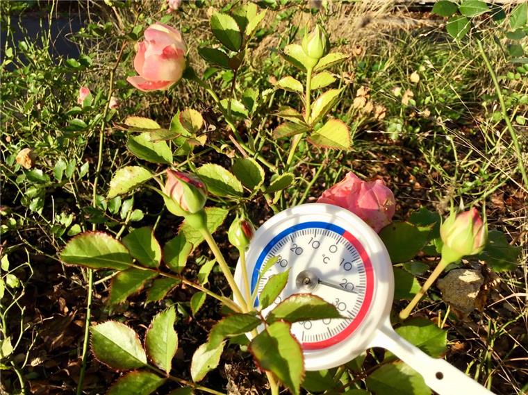 Ein Thermometer liegt in einem Gebüsch samt Rosen.