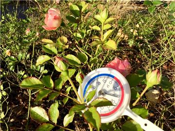 Ein Thermometer liegt in einem Gebüsch samt Rosen.