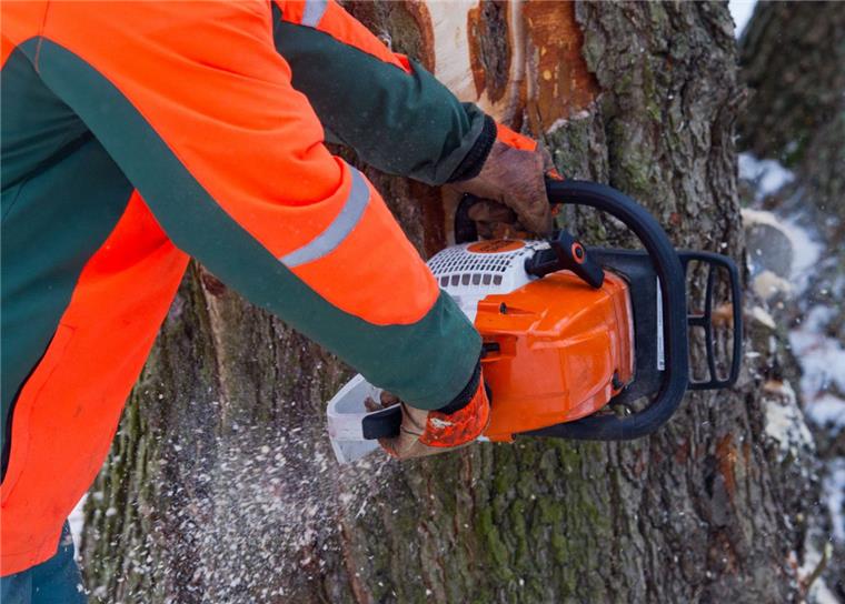 23 Bäume wurden in der Nähe von Gnarrenburg illegal gefällt.