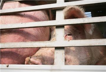 Ein Schwein sieht zwischen Gitterstäben hindurch.
