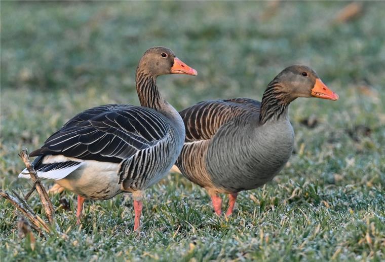 Zwei Graugänse (Anser anser), auch Wildgänse genannt, stehen auf einem Feld im Oderbruch, einer Kulturlandschaft im Osten des Landes Brandenburg. 