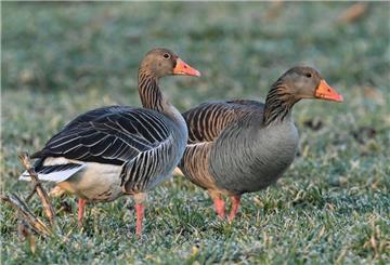Zwei Graugänse (Anser anser), auch Wildgänse genannt, stehen auf einem Feld im Oderbruch, einer Kulturlandschaft im Osten des Landes Brandenburg. 
