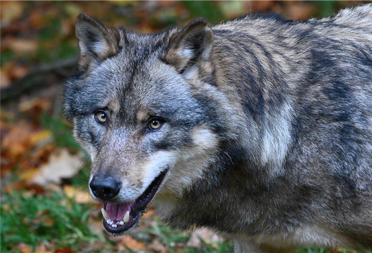 Ein Wolf steht in einem Gehege