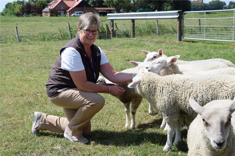 500 Mutterschafe gehören zur Deichschäferei Feldhausen, die Anke Plümer und ihr Mann betreiben. Die Texelschafe sind robust und halten Wind und Wetter stand. Ihre Wolle ist dafür aber kratzig.