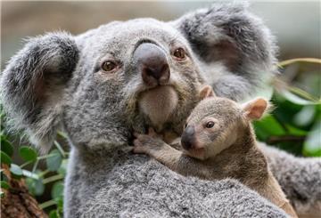 Ein Koala mit Baby. 