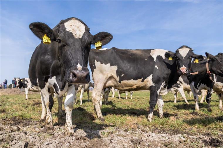 90 Kühe wurden am Sonnabend in Ottersberg und am Sonntag in Westerwalsede von Unbekannten freigelassen.