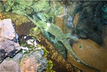 Ab ins Wasser: Im Klimahaus Bremerhaven wurde der erste Waran in sein neues Terrarium entlassen.
