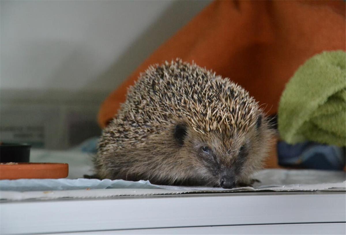 Abgemagert, mit Würmern in der Lunge und Fliegeneiern übersät kam dieser junge Igel ins Krankenhaus