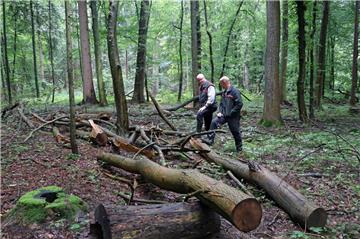 Abgestorbene Bäume im Wald: Nicht nur die Trockenheit, sondern auch andere Faktoren bereiten den Förstern in Zeven Sorgen.