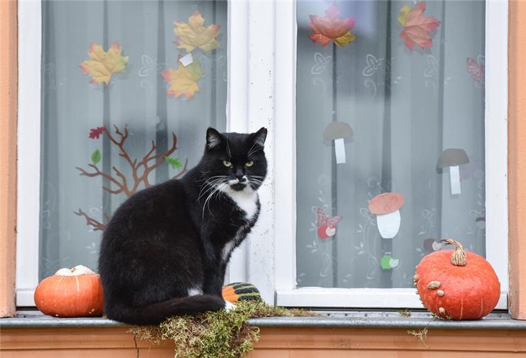 Achtung bei der Halloween-Deko-Wahl! Einiges kann den Haustieren schaden. 