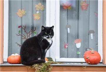 Achtung bei der Halloween-Deko-Wahl! Einiges kann den Haustieren schaden. 