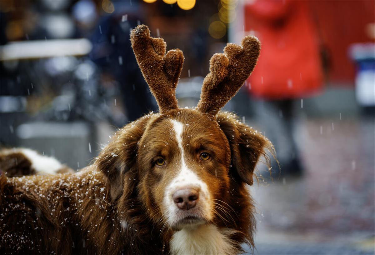 Weihnachtsdeko mit Haustieren: Fünf Dinge, auf die geachtet werden sollte Achtung! Diese Deko kann für die Haustiere gefährlich werden.