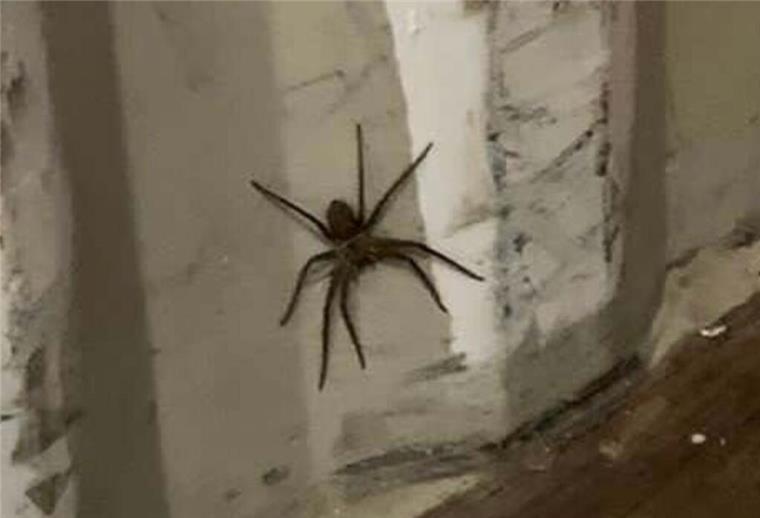 Eine große, schwarze Spinne sitzt auf einer weißen Wand.