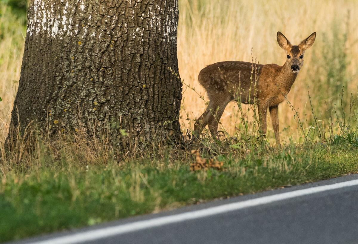 Autofahrer aufgepasst! Mit der Zeitumstellung steigt die Unfallgefahr Ein Reh steht hinter einem Baum.