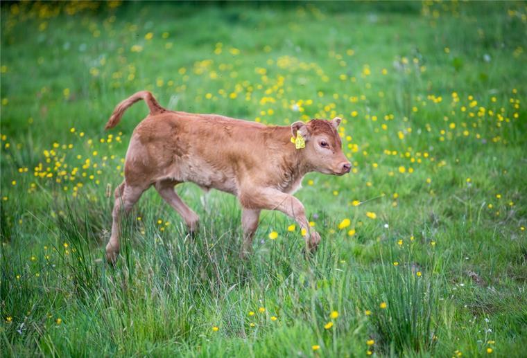 Ein Kalb läuft durch eine Weide.