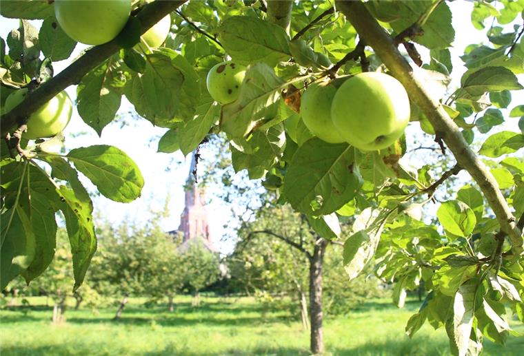 Äpfel im Bürger-Obstgarten in Burhave: Am Freitag, 2. Oktober, und Montag, 5. Oktober, soll ab 17 Uhr gemeinschaftlich gepflückt werden. Die Äpfel werden zu Most verarbeitet und zugunsten des Vereins verkauft.