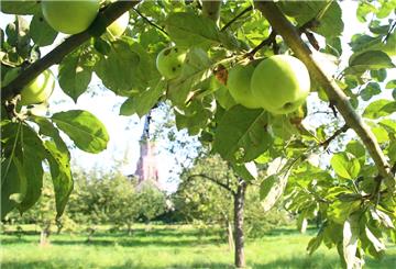 Äpfel im Bürger-Obstgarten in Burhave: Am Freitag, 2. Oktober, und Montag, 5. Oktober, soll ab 17 Uhr gemeinschaftlich gepflückt werden. Die Äpfel werden zu Most verarbeitet und zugunsten des Vereins verkauft.