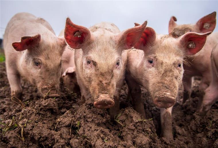 Afrikanische Schweinepest: Ein Ausbruch im Emsland, der mittlerweile beendet ist, hatte auch massive Auswirkungen für die Schweinehalter in der Wesermarsch. 