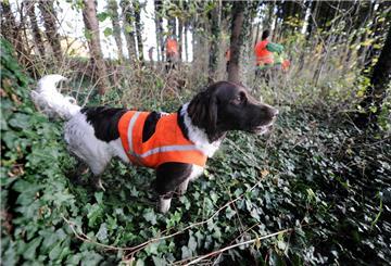 Ein Jagdhund der Rasse Großer Münsertländer steht am 09.11.2013 bei Fronreute (Baden-Württemberg) während einer Treibjagd im Wald.