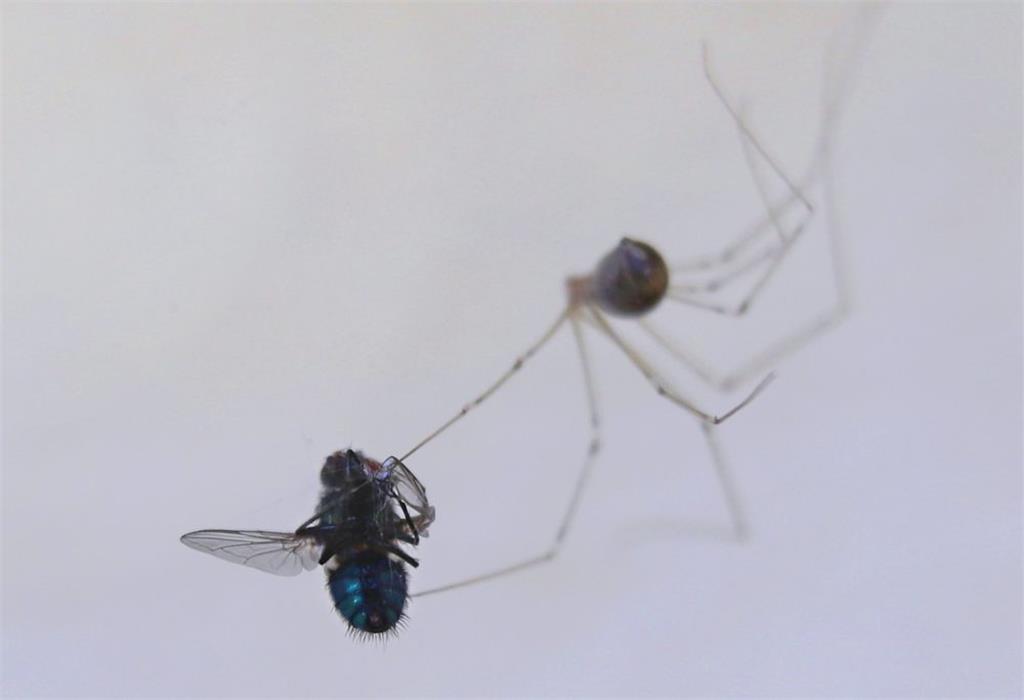 Alle Spinnen der Welt essen pro Jahr rund 800 Millionen Tonnen Beutetiere. Wale ...