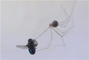 Alle Spinnen der Welt essen pro Jahr rund 800 Millionen Tonnen Beutetiere. Wale ...